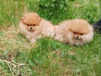 teddy surat pomeranian boo yavrularımız her ile teslim