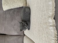 3 aylık british shorthair karma aşıları tamamlanmıştır