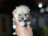 Sağlık Ve Irk Garantili Pomeranian Yavrularımız 