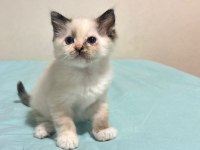 ŞECERELİ ŞAMPİYON ANNE BABANIN RAGDOLL BEBEKLERI