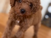Toy poodle safkan köpeğimiz