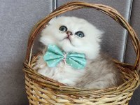 Scottish fold erkek