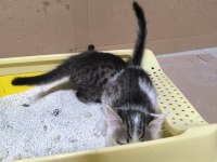 2 aylık aşıları tam tekirler