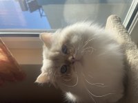 British Longhair Golden Point Mavi Gözlü Şecereli