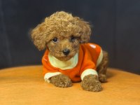 Toy poodle bebekler