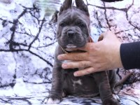 Fcı-Kıf Şecereli Safkan Cane Corso Köpekler