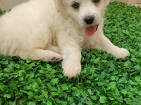 Maltipoo yavrusu