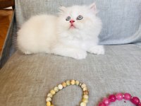 BALLI LOKUM KEDİLER