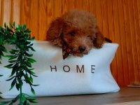 Poodle ayarı maltipoo yavrularımız uygun