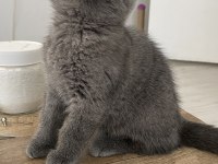 British Shorthair Kitten