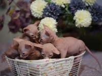 Safkan sphynx yavrular