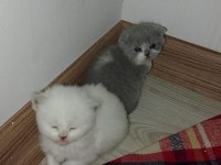 45 GÜNLÜK SÜTTEN KESİLMİŞ YUMUŞ YUMUŞ BRİTİSH YAVRULAR