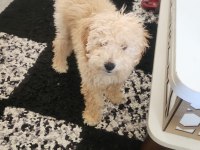 Maltese 4 aylık oğlumuz