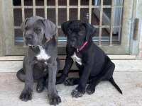 Dolandırılmaya son heryerden elden teslim cane corso