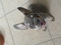 MÜKEMMEL ANATOMİ FRENCH BULLDOG