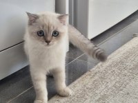 Tatlı minik kedilerim