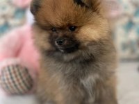 Pomeranian boo ile spitz kırma yavrular 2,5 aylık