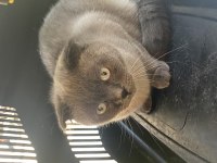 Scottish Fold Dişi Kedimiz Yeni Yuvasını Arıyor
