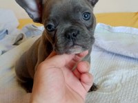 A kalite french bulldog yavrular