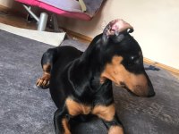 4 Aylık Doberman Yavrusu