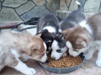2 AYLIK HUSKY YAVRULARI