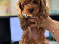 Muazzam Kore Poodle