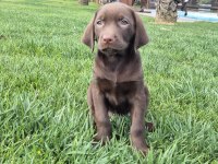 Ruhsatli Çiflikten Özel Labrador Yavruları İstanbul