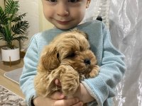 Bazı sebeplerden dolayı vereceğim maltipoo