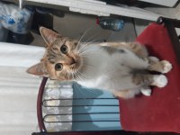ŞAPŞAL SURAT KEDİMİZ