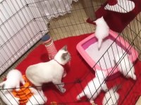 British Shorthair Blue Point Yavru