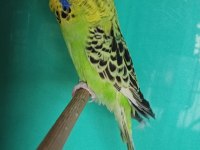 Jumbo muhabbet kuşu yavru