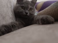 Gri dişi british shorthair