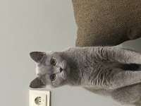 1 yaşında uygun british shorthair sahiplendirme dişi