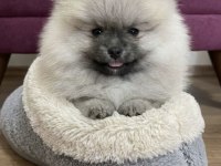 TEDDY BEAR ÜST KALİTE POMERANİAN BOO ERKEK PRENS