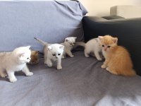 British Shorthair Silver Golden Bebekler