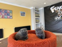 Top Kafa Scottish Fold Yavruları Fenomen Pet Shop