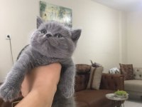 British shorthair (erkek)
