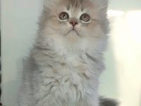 British Longhair Kedilerim