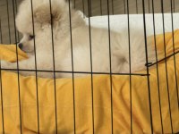 Köpeğimiz için daha önceden bakanlar lütfen iletişime geçsin