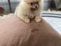 3 aylık minik pomeranian yavrumuz