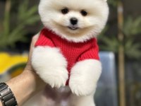 Pomeranian boo yavruları tuvalet eğitimi başlanmış