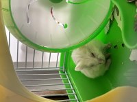2 aylık gonzales hamster