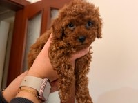 MİKRO ÇİP TAKILIP VERİLECEK POODLE