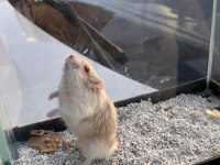 Gonzales Hamster