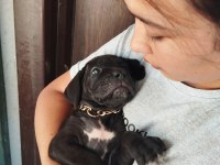 Cane corso yavrularımız çiftliğimızden