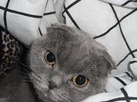 Sevimli bir scottish fold kız