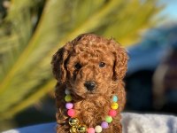 A kalite minyatür boy toy poodle bebeklerim