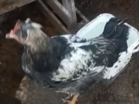 Fazlalıktan dolayı sahiplendireceğim horoz