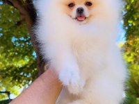 Pomeranian Boo Yavru