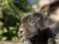 Cane corso yavrular